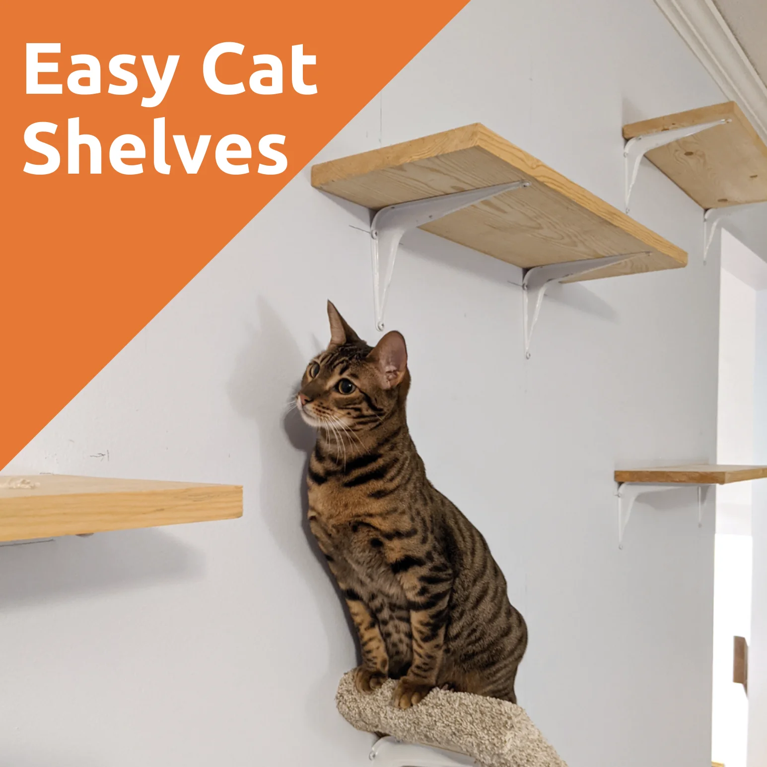 DIY Cat Shelves - Raja and David®