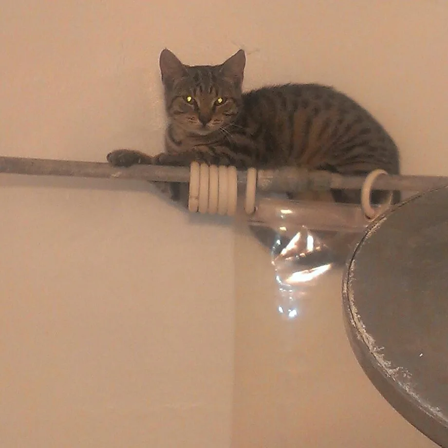 Nala was feral and after rescued, spent the first night on top of the shower curtain.