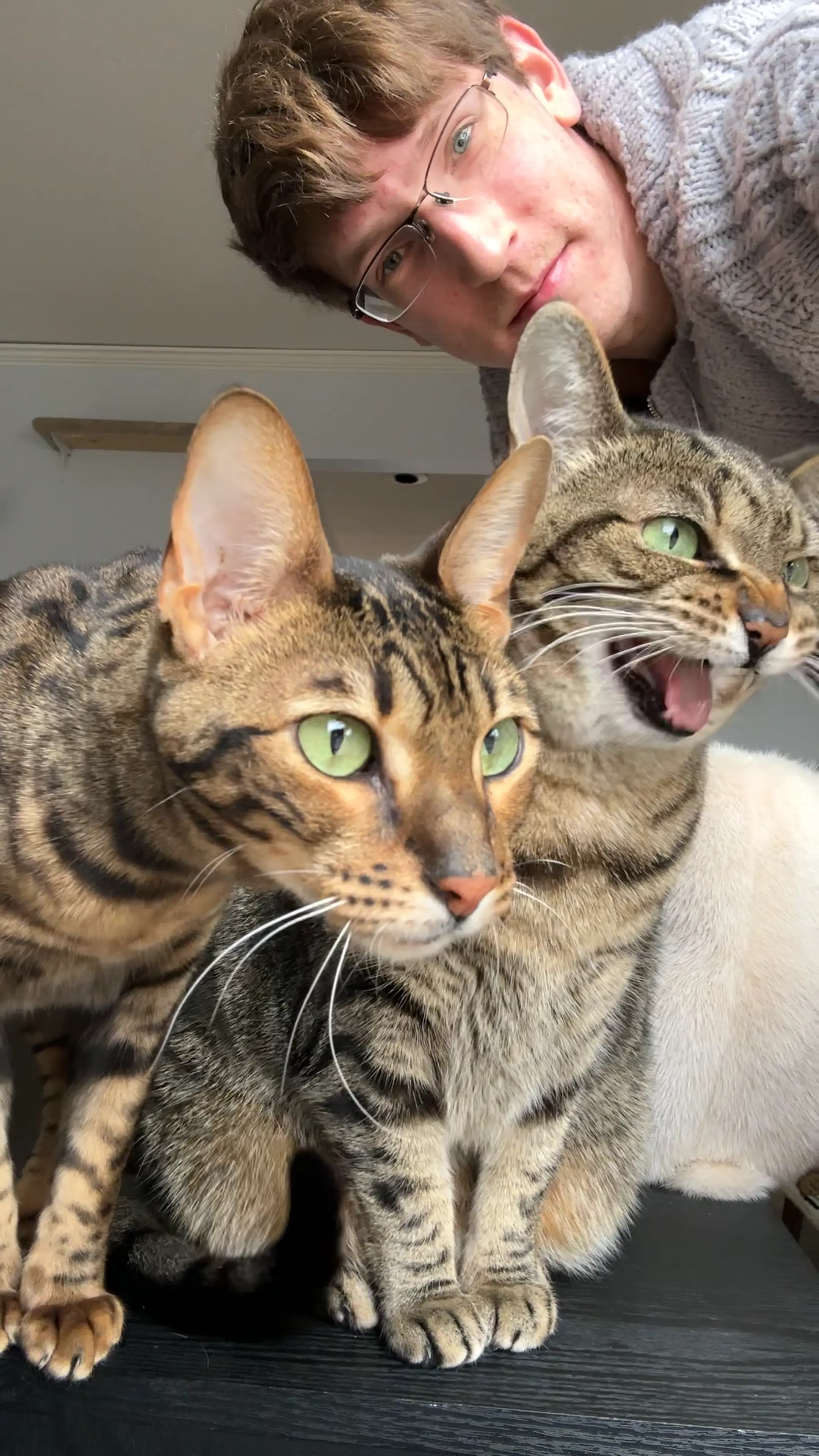 Nala and Raja watch birds at the window