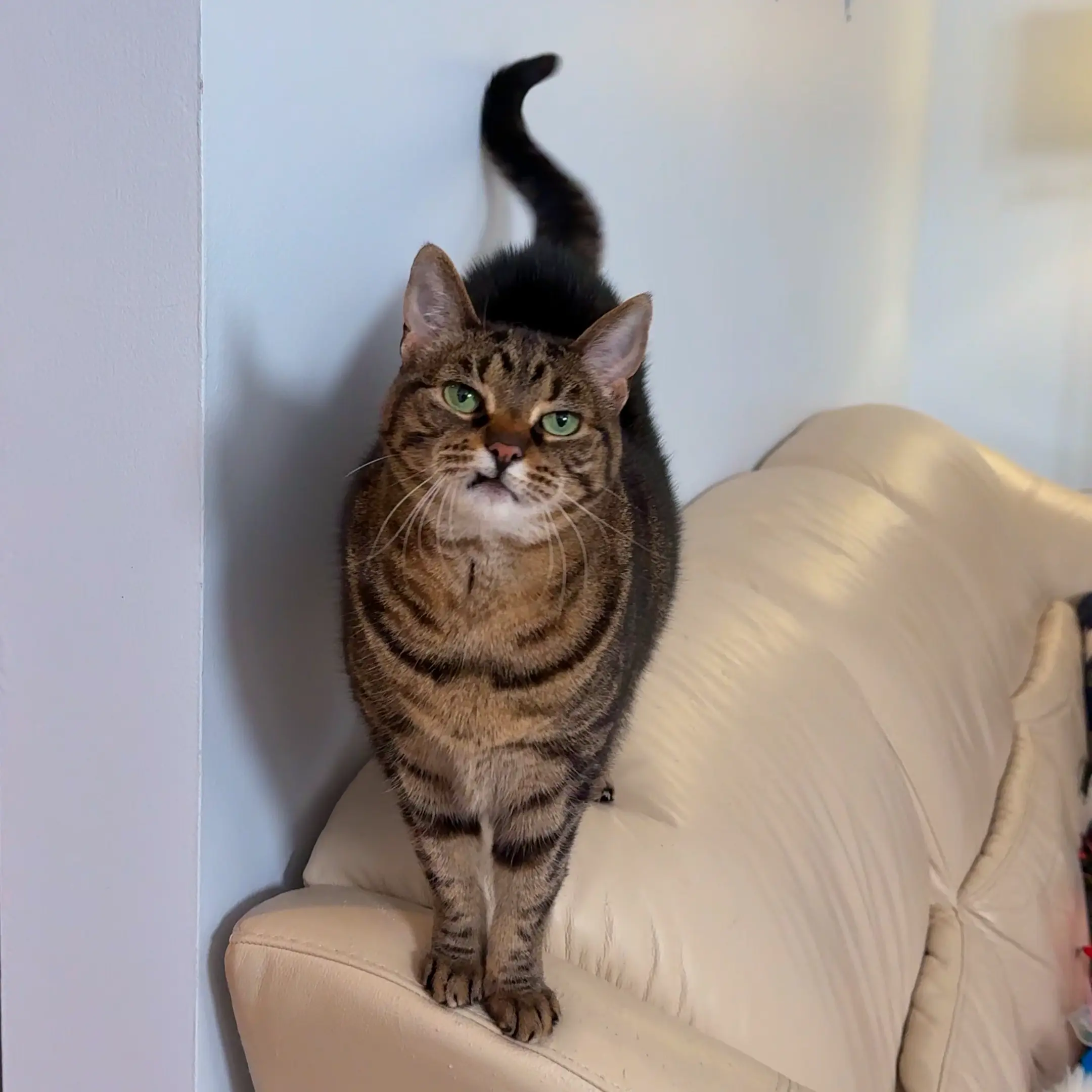 Nala is an older tabby cat who lives with Raja and David