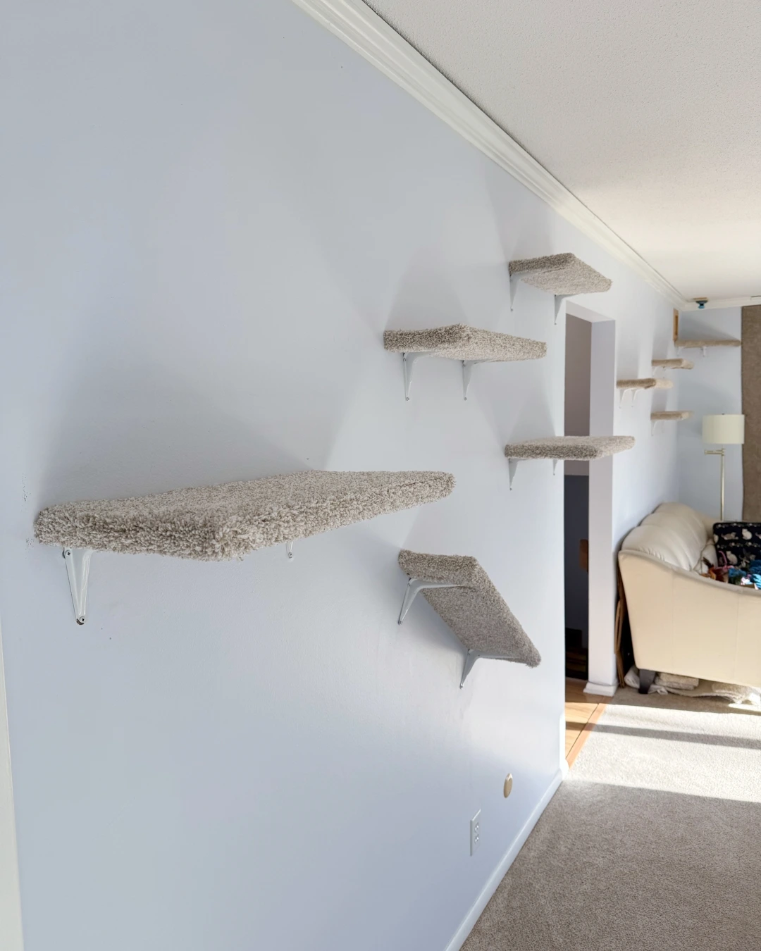 Cat wall featuring multiple wall-mounted cat shelves