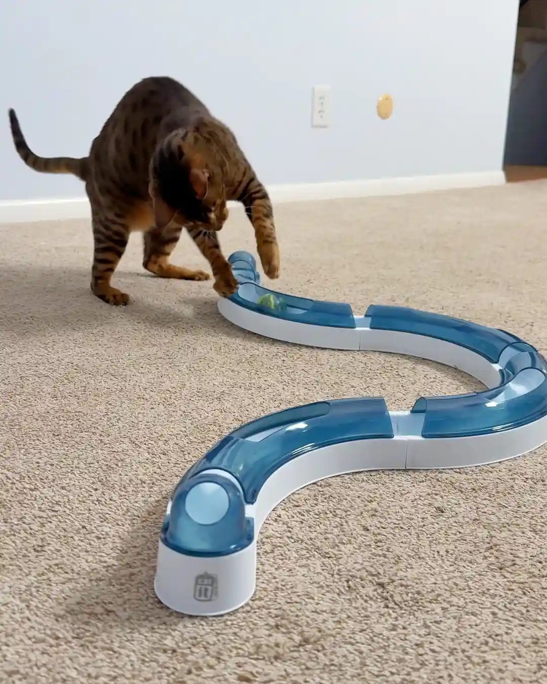 Raja batting a rolling ball toy