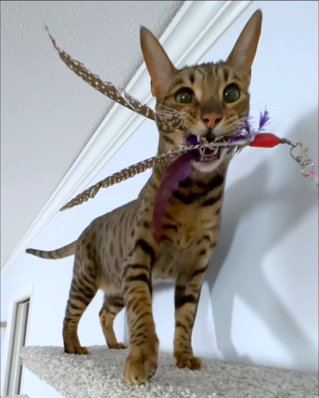 Raja the cat standing on a wall-mounted cat shelf holding a feather wand toy and looking at the camera