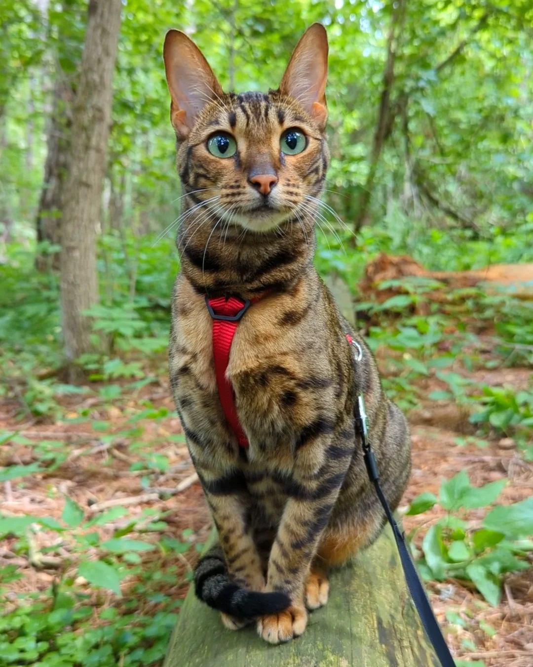 Raja the cat wearing a red harness and looking at the camera