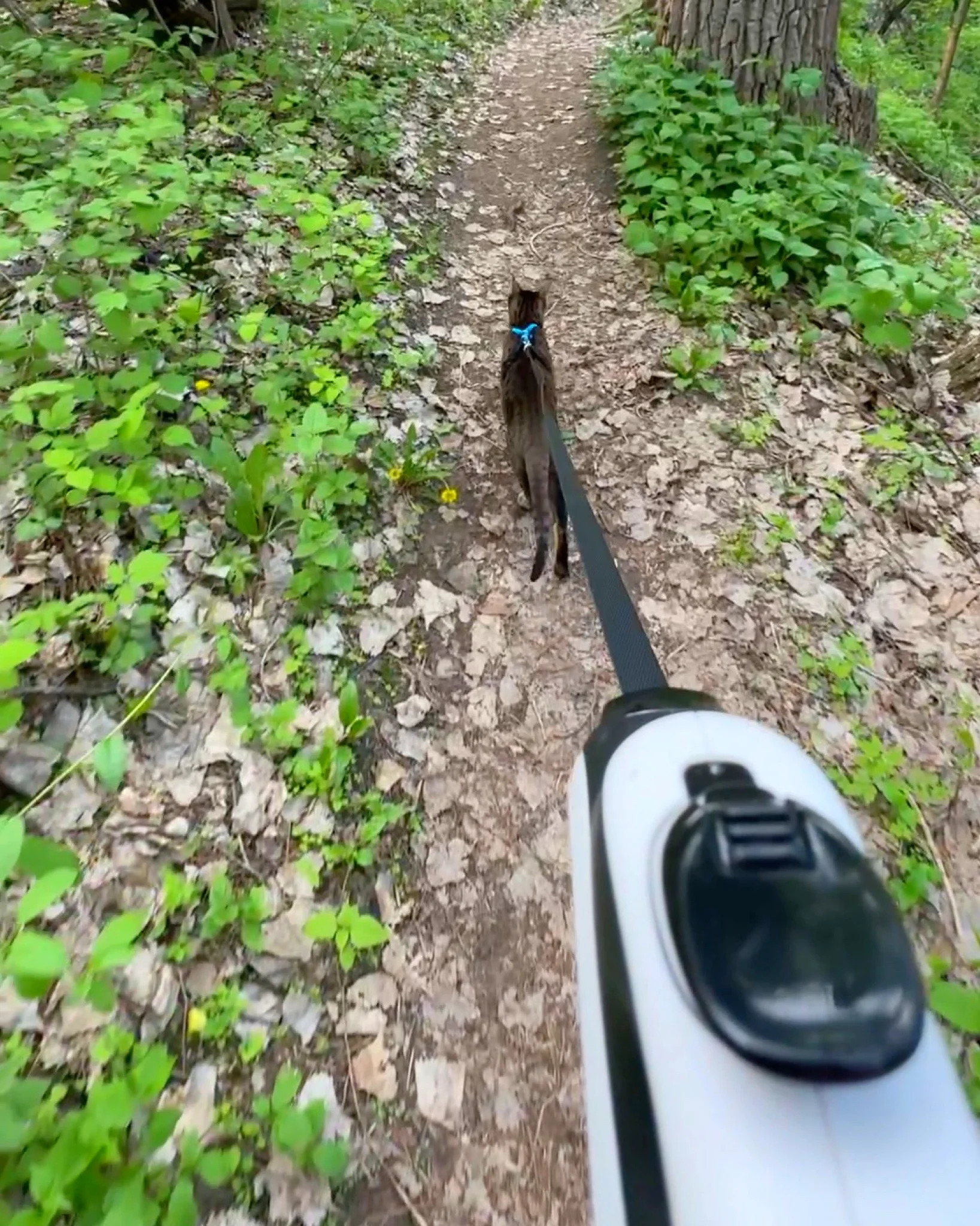 Raja the cat walking on a leash during an outdoor adventure