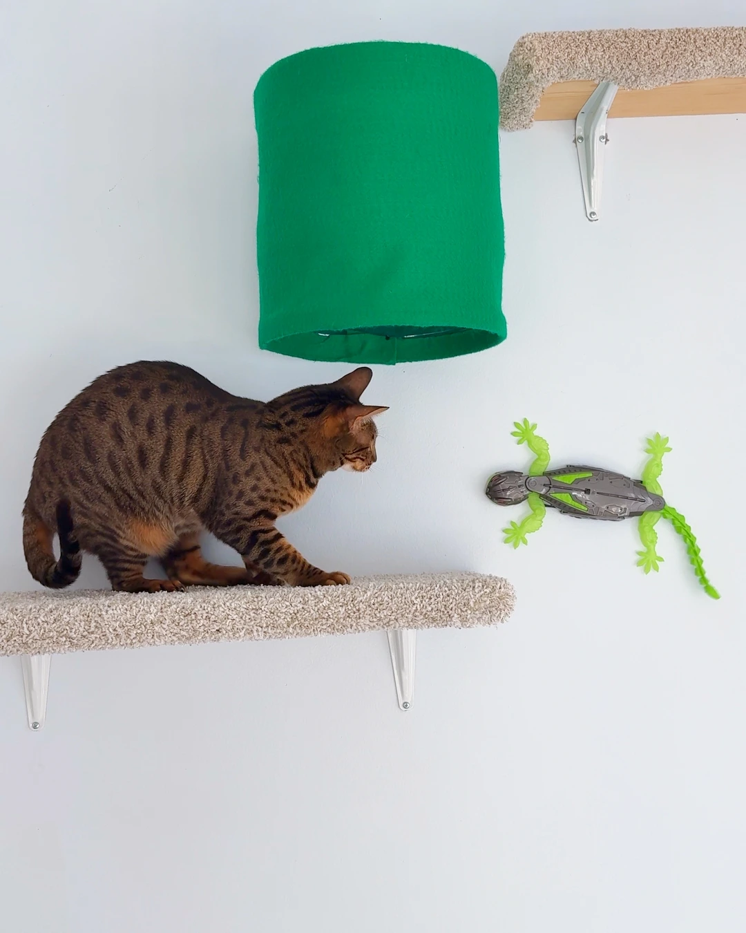 Raja on a cat shelf, wary of a wall crawler gecko toy approaching her