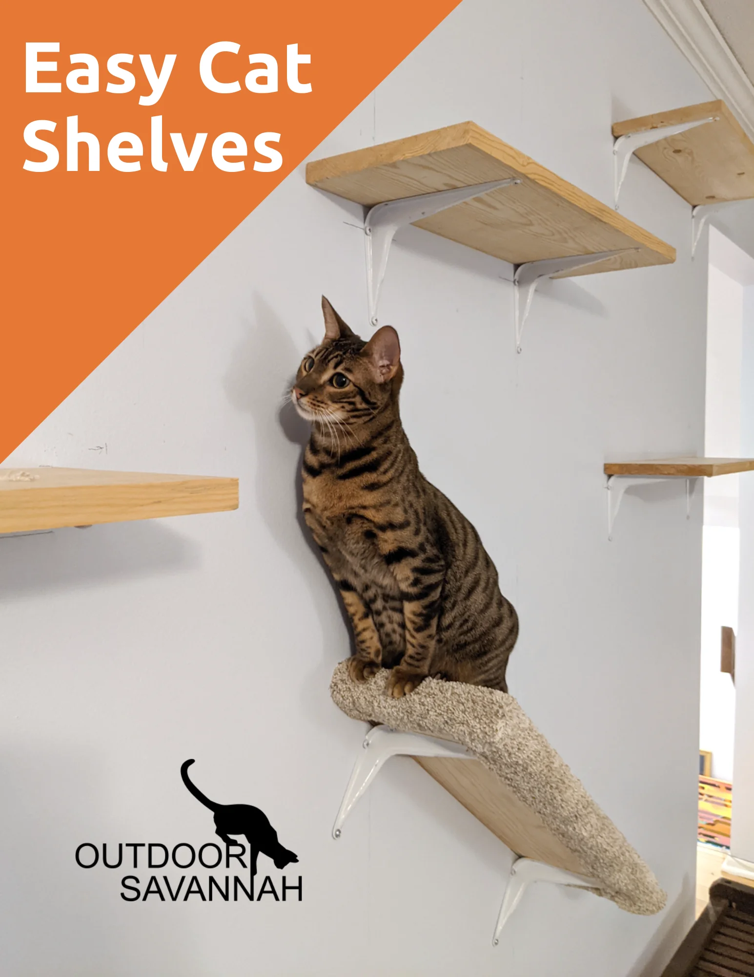 Raja the cat on unfinished DIY cat shelves during installation