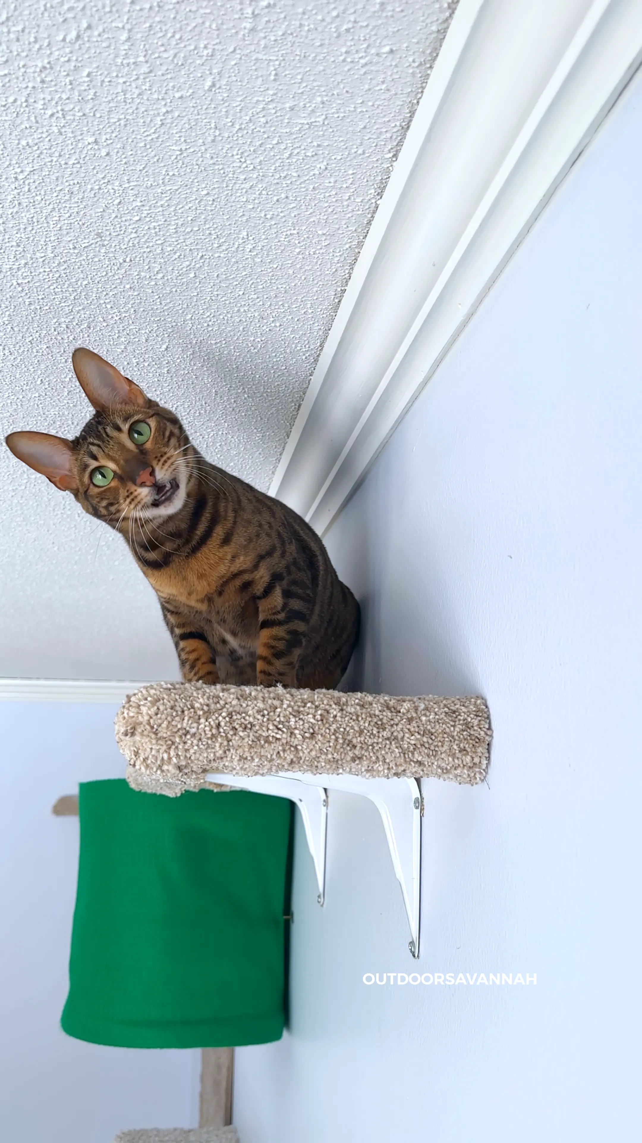 Raja cat watching David build cat wall in most viewed cat video of all time