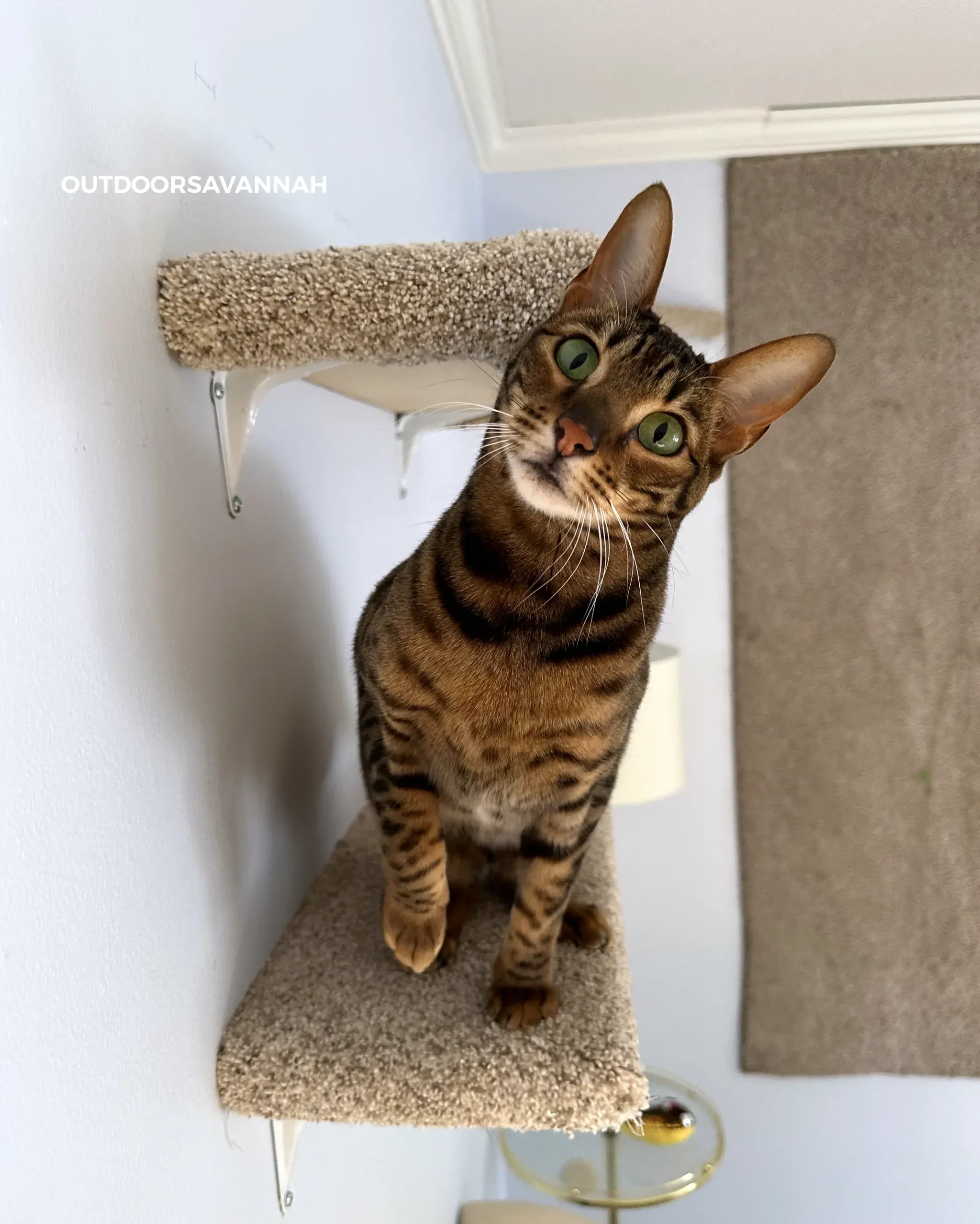 Raja the cat standing on a cat shelf with wide eyes looking toward the camera