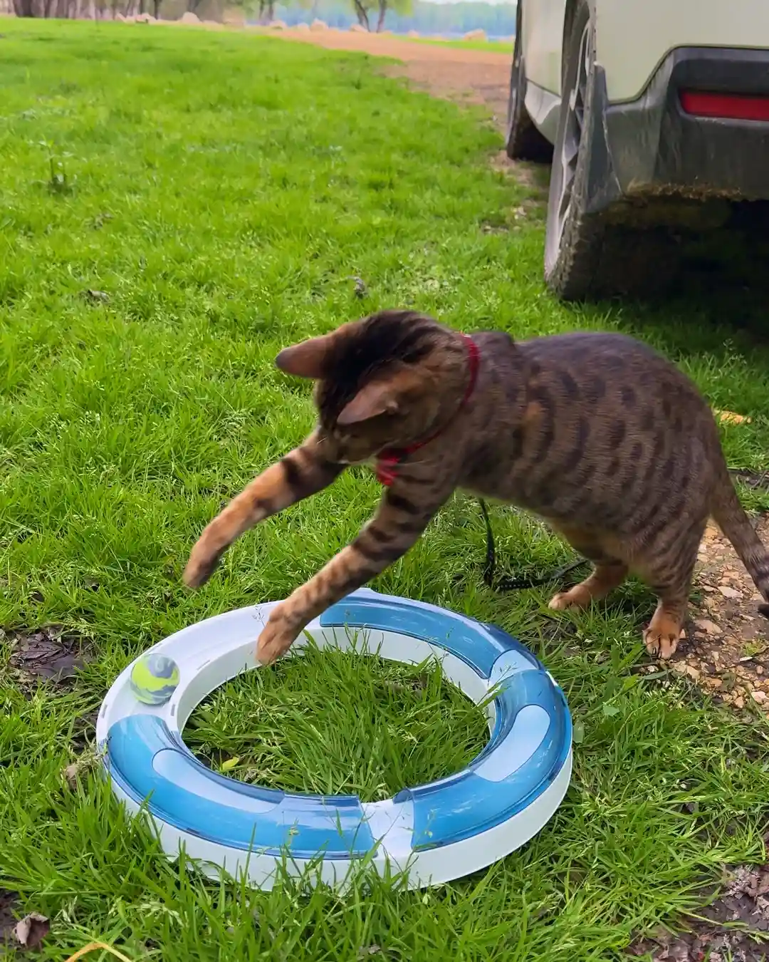 Raja the cat playing with a rolling ball toy
