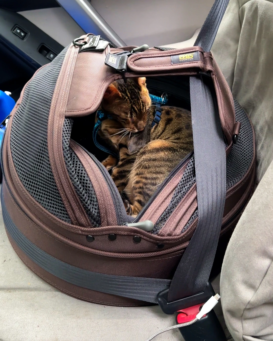 Raja the cat sleeping in a car carrier during a road trip