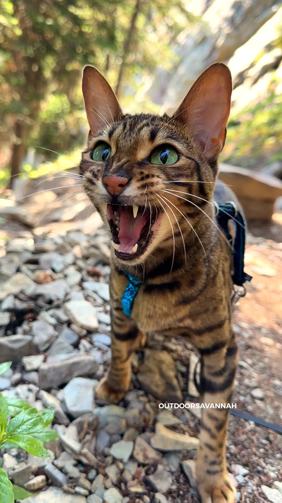Raja the cat outdoors on an adventure, chirping and chattering at a bird